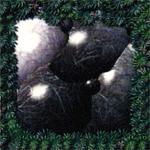 Волосатое Стекло. Песни