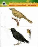 Коррекционно-развивающие занятия в старшей группе