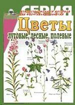 Цветы луговые, лесные, полевые. Демонстрационный материал