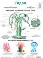 Гидра. Амеба