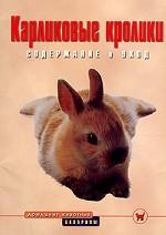 Карликовые кролики. Содержание и уход