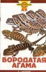 Бородатая агама