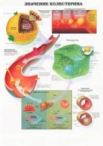 Значение холестирина. Заболевание глаз