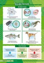 Выделение. Рост и развитие растений. Плакат