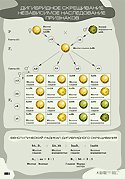 Дигибридное скрещивание. Плакат