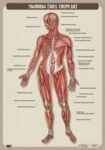 Мышцы (вид спереди). Плакат