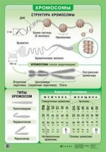 Наглядное пособие. Хромосомы