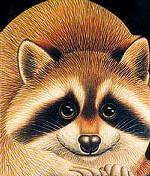 Зверята: Про енота