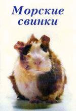Морские свинки