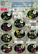 Определитель кустарников, кустарничков и лиан в весенне-летний период. Наглядное пособие