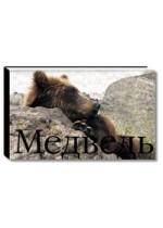 Медведь = Bear