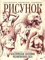 Рисунок. Пластическая анатомия человеческого тела