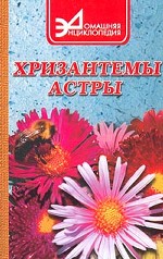 Хризантемы и астры