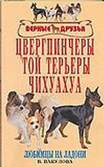Цвергпинчеры. Той терьеры. Чихуахуа