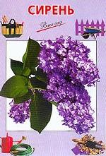 Сирень