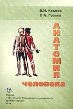 Анатомия человека